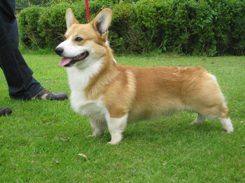 Reuben